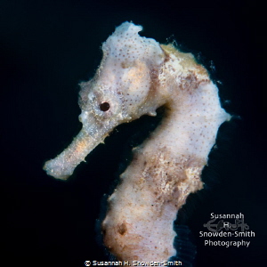 "Delicate Seahorse" - A white seahorse free-swims between... by Susannah H. Snowden-Smith 